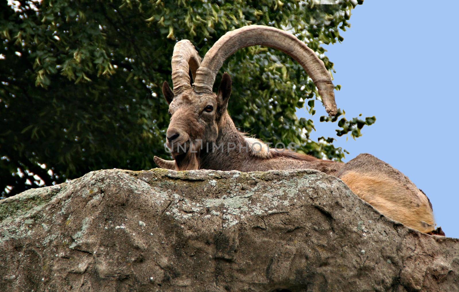 Capricorn