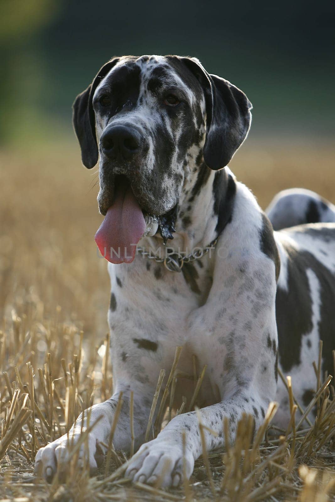 Great Dane male