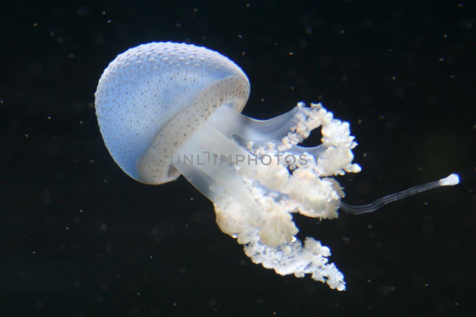 Jellyfish