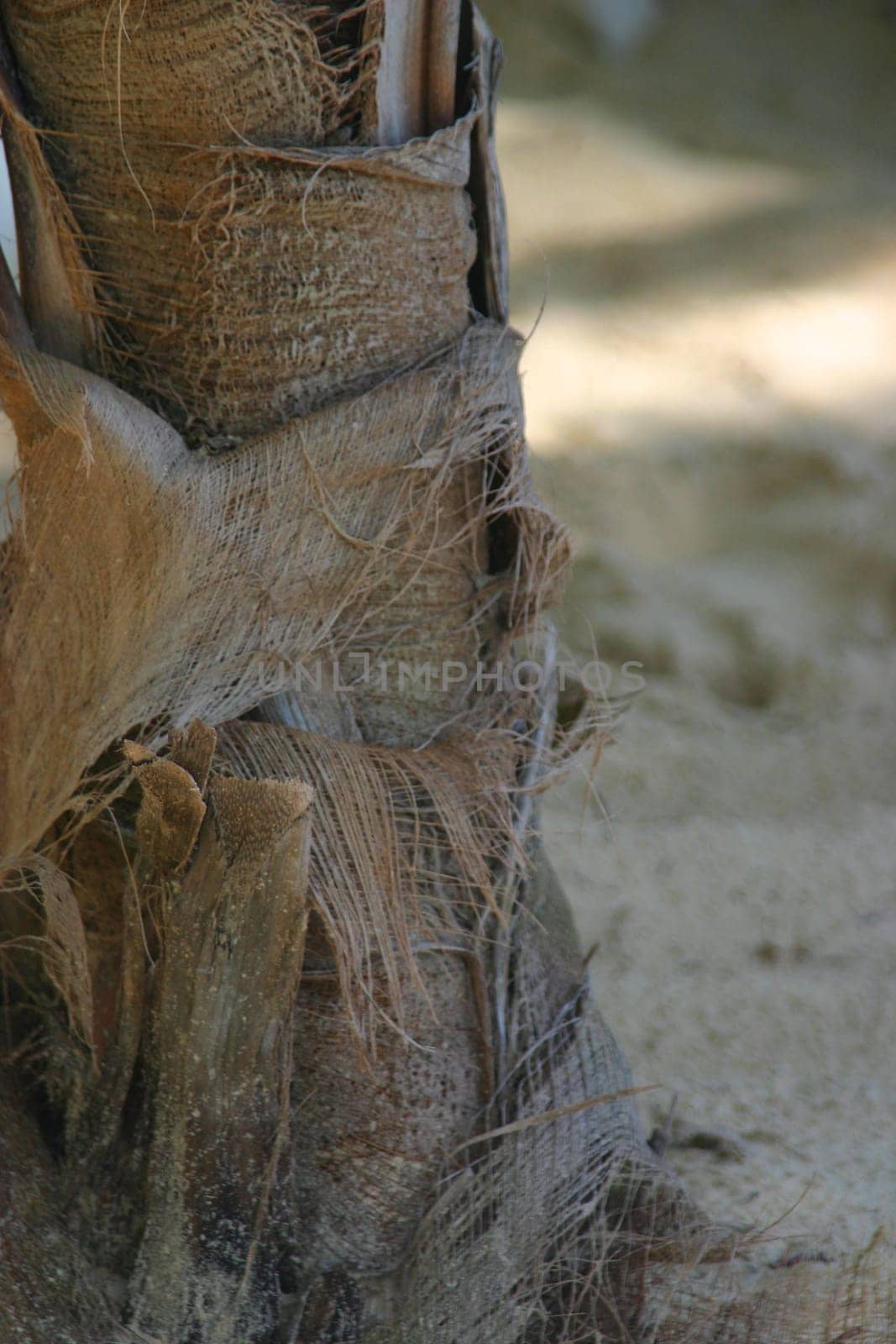 Foot of the palm tree