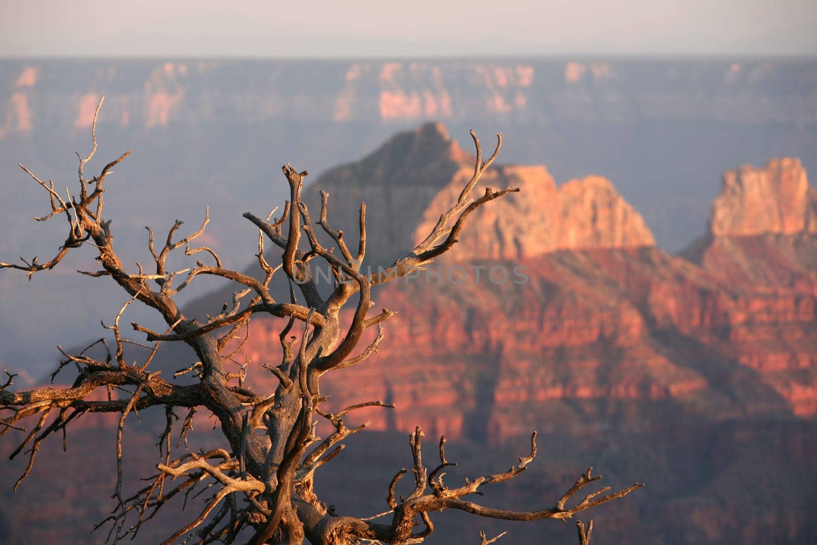 Evening atmosphere at the Grand Canyon