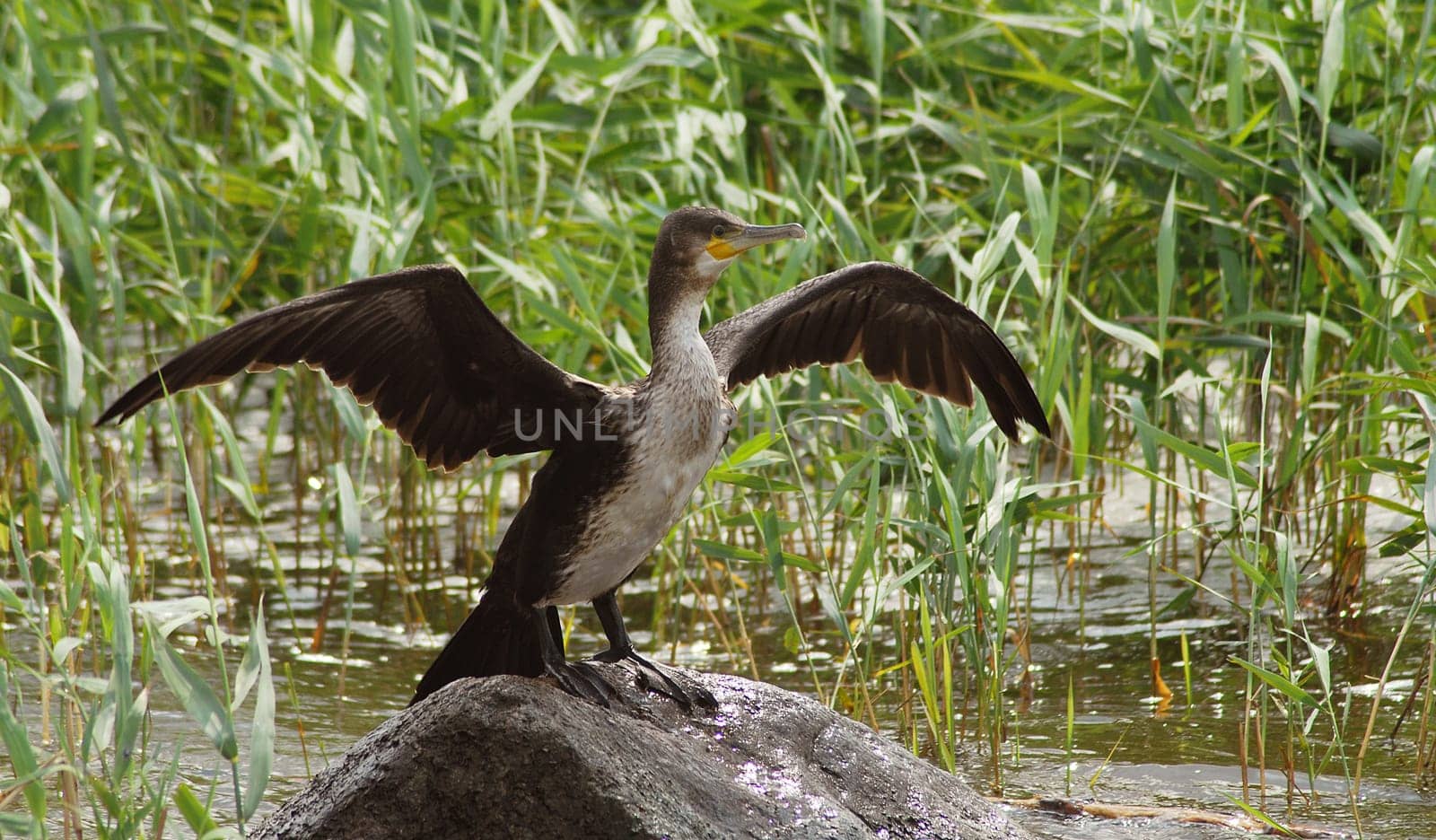 The Cormorant