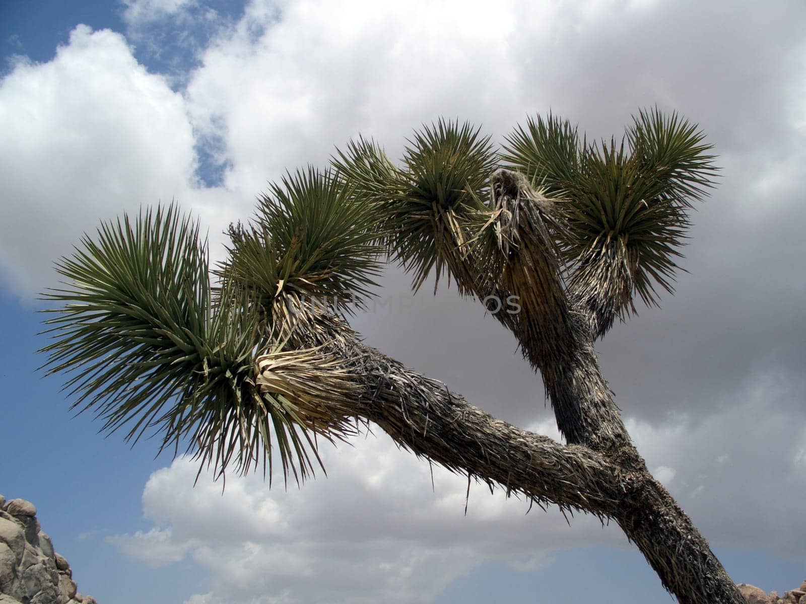 Joshua Tree National Park