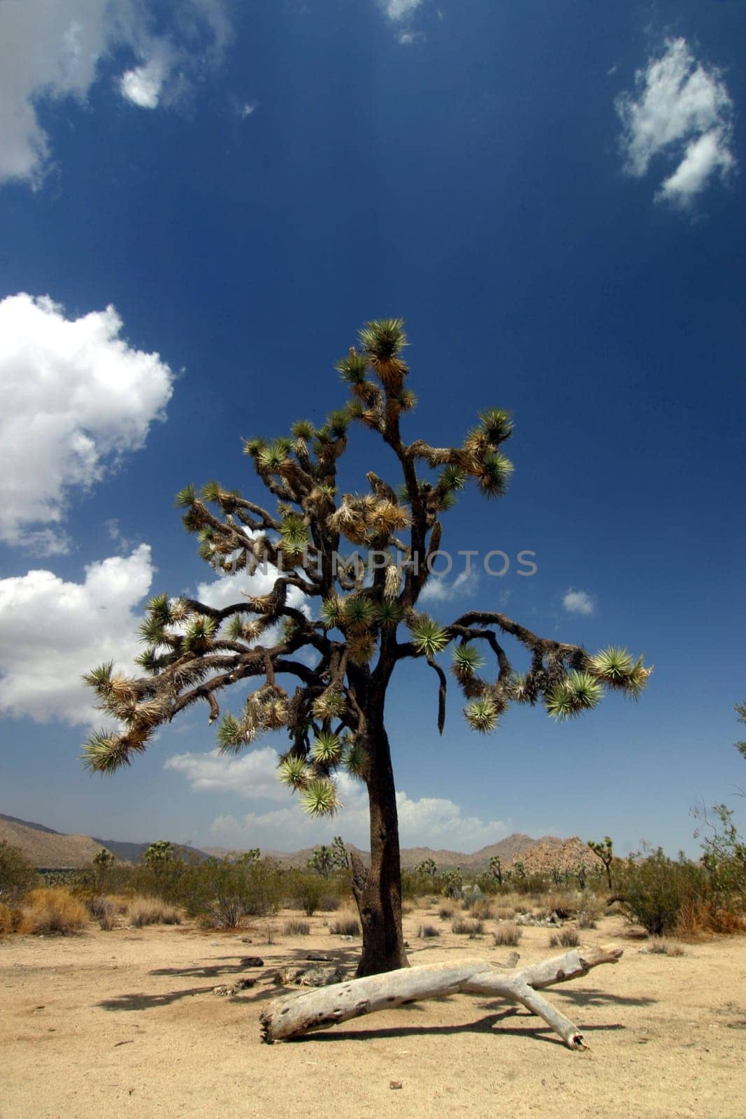 Joshua Tree National Park