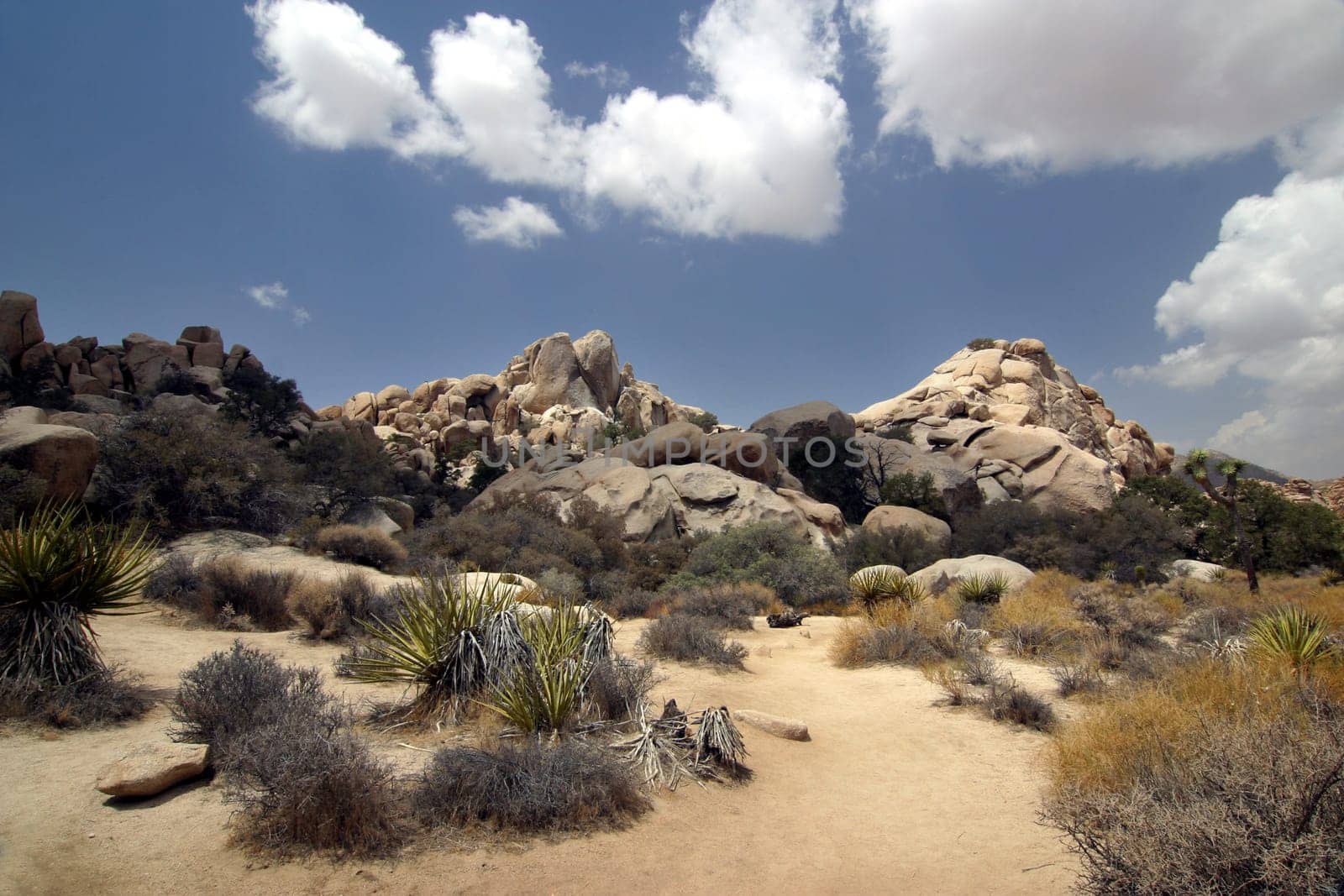 Joshua Tree National Park