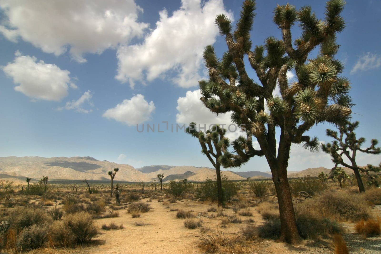 Joshua Tree National Park