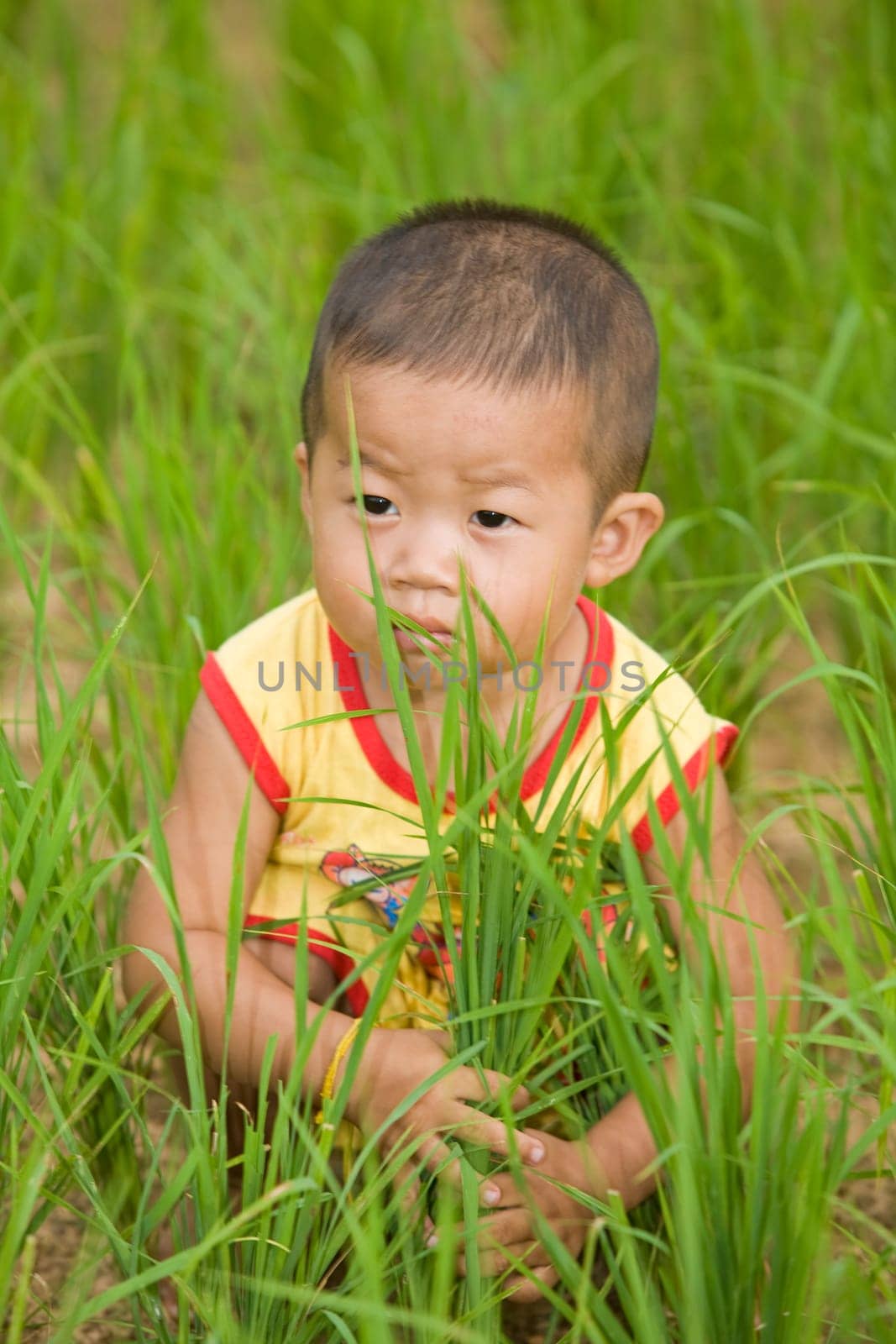 Boy in rice field