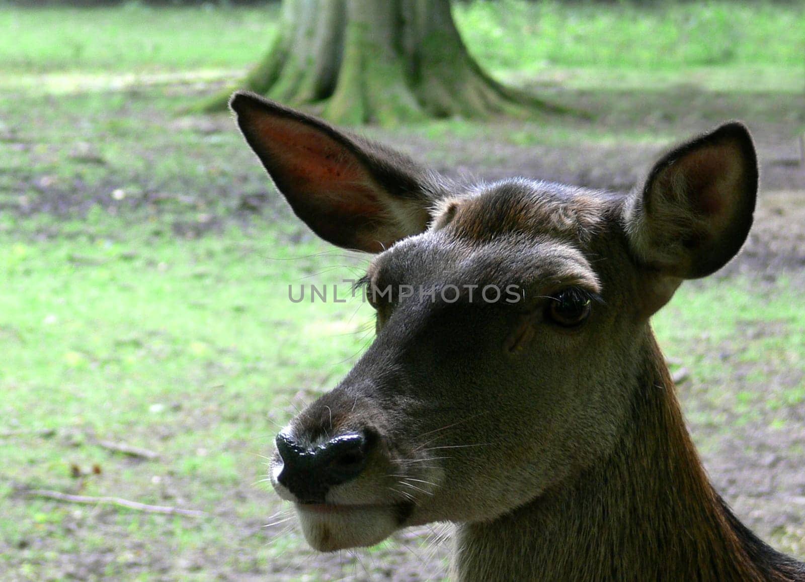 Red deer