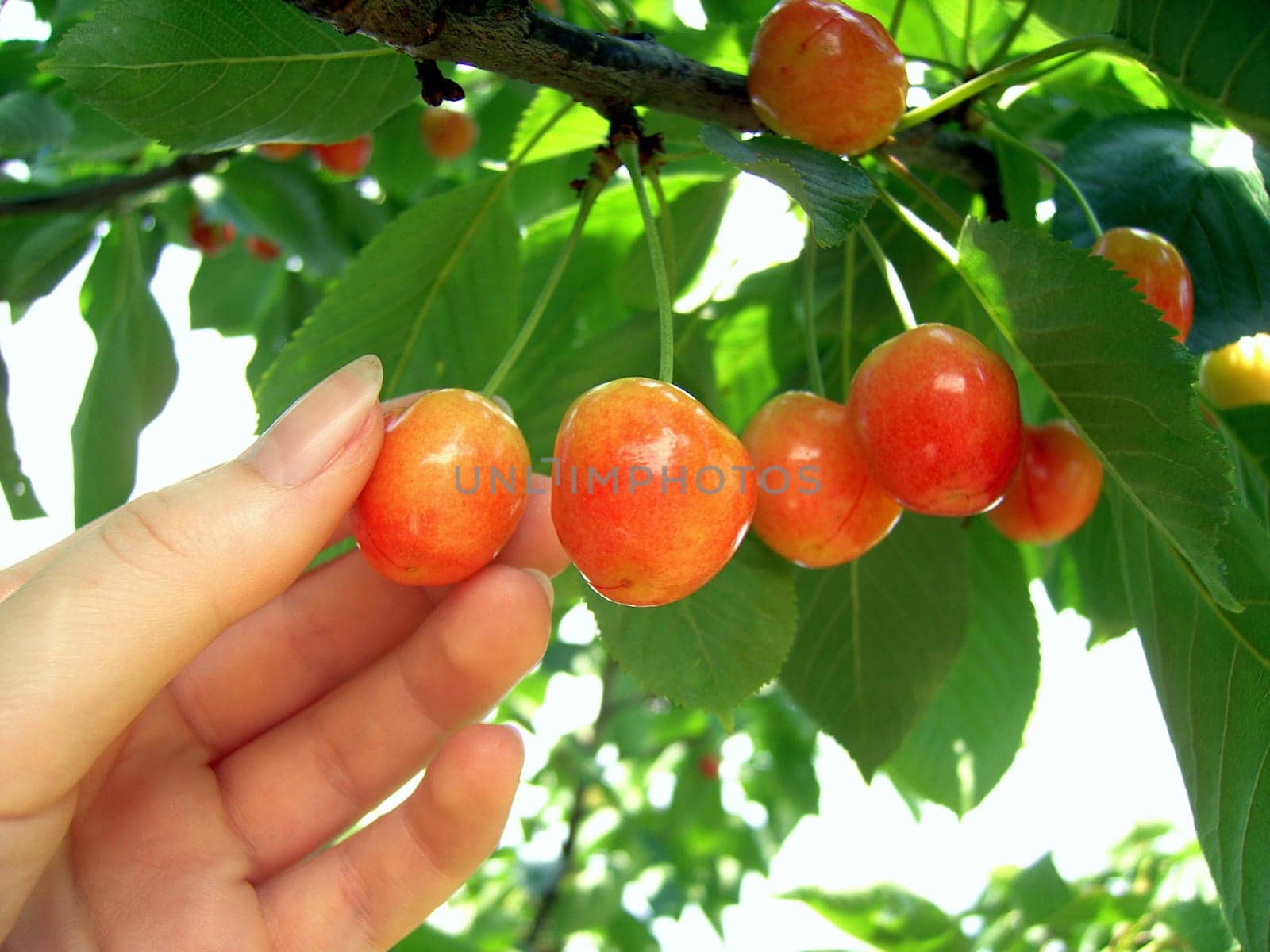 Cherry 02