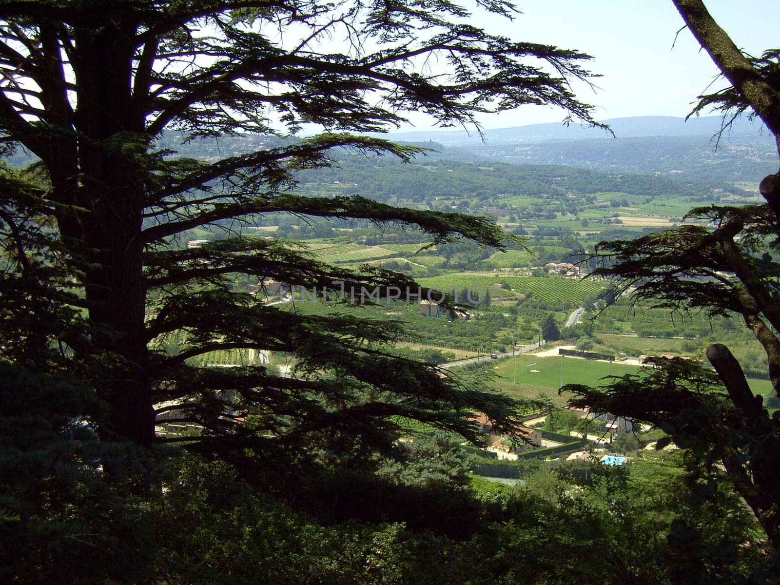 Cedar 06
