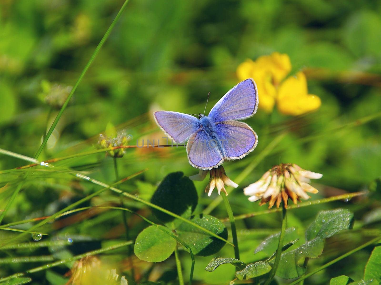 Butterfly Blue 03