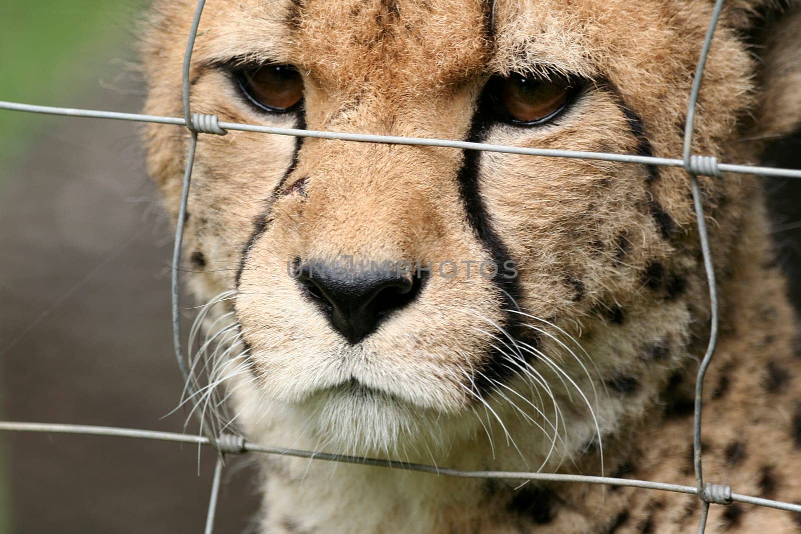behind bars