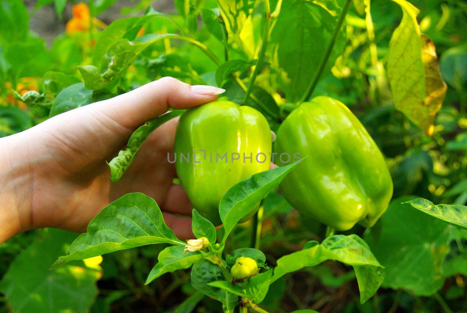 Bell Pepper 02