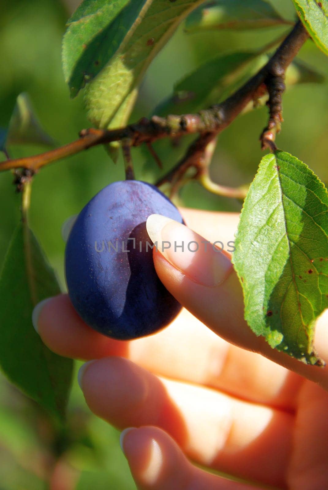 Plum 01