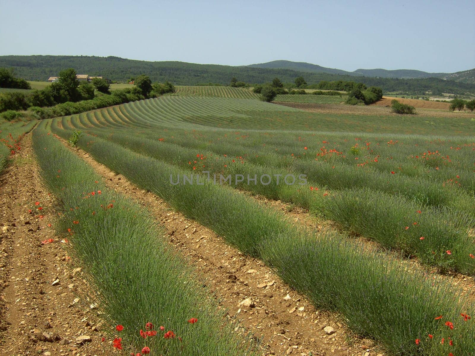 Lavender 13