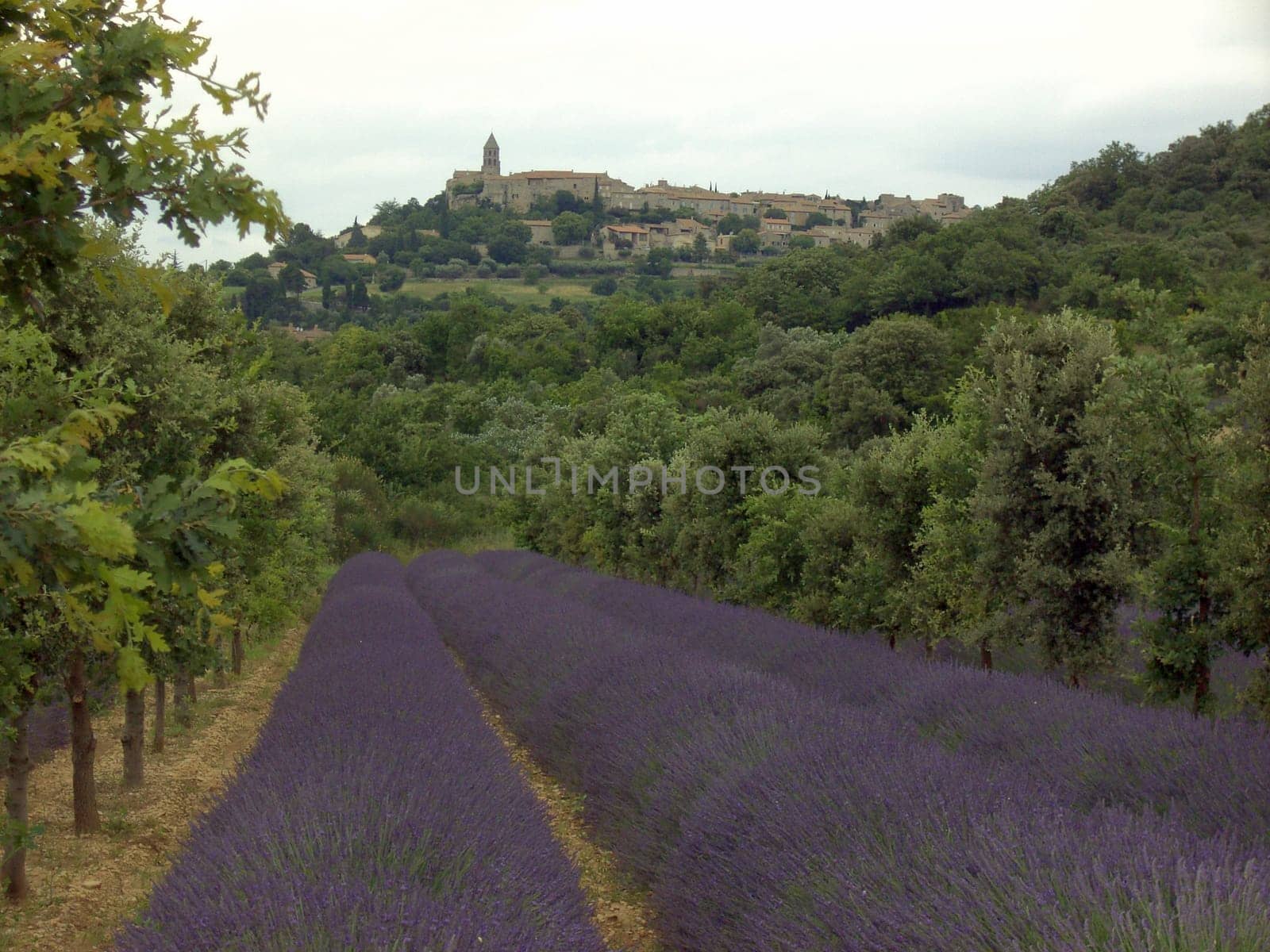 Lavender 06