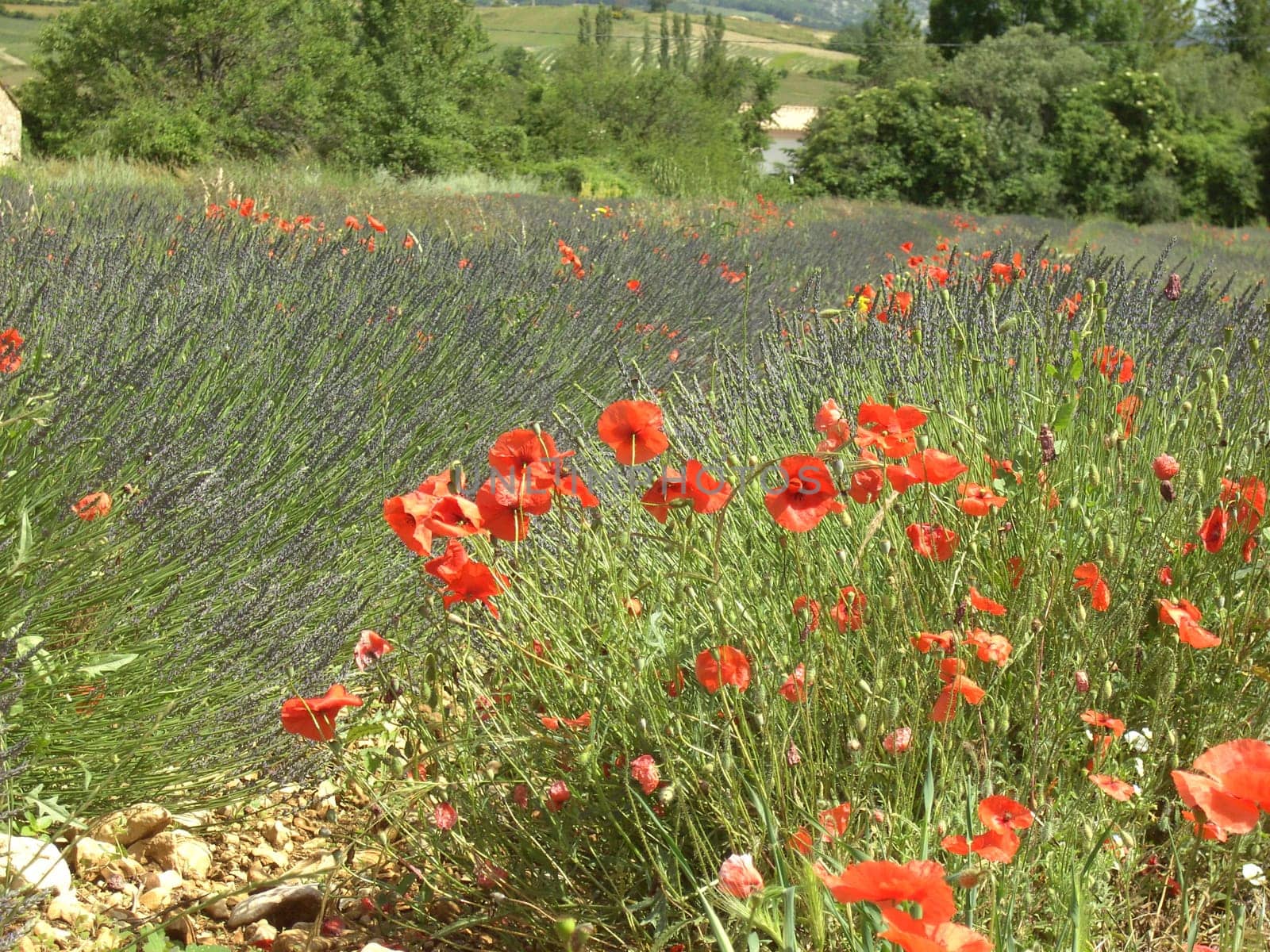 Lavender 08