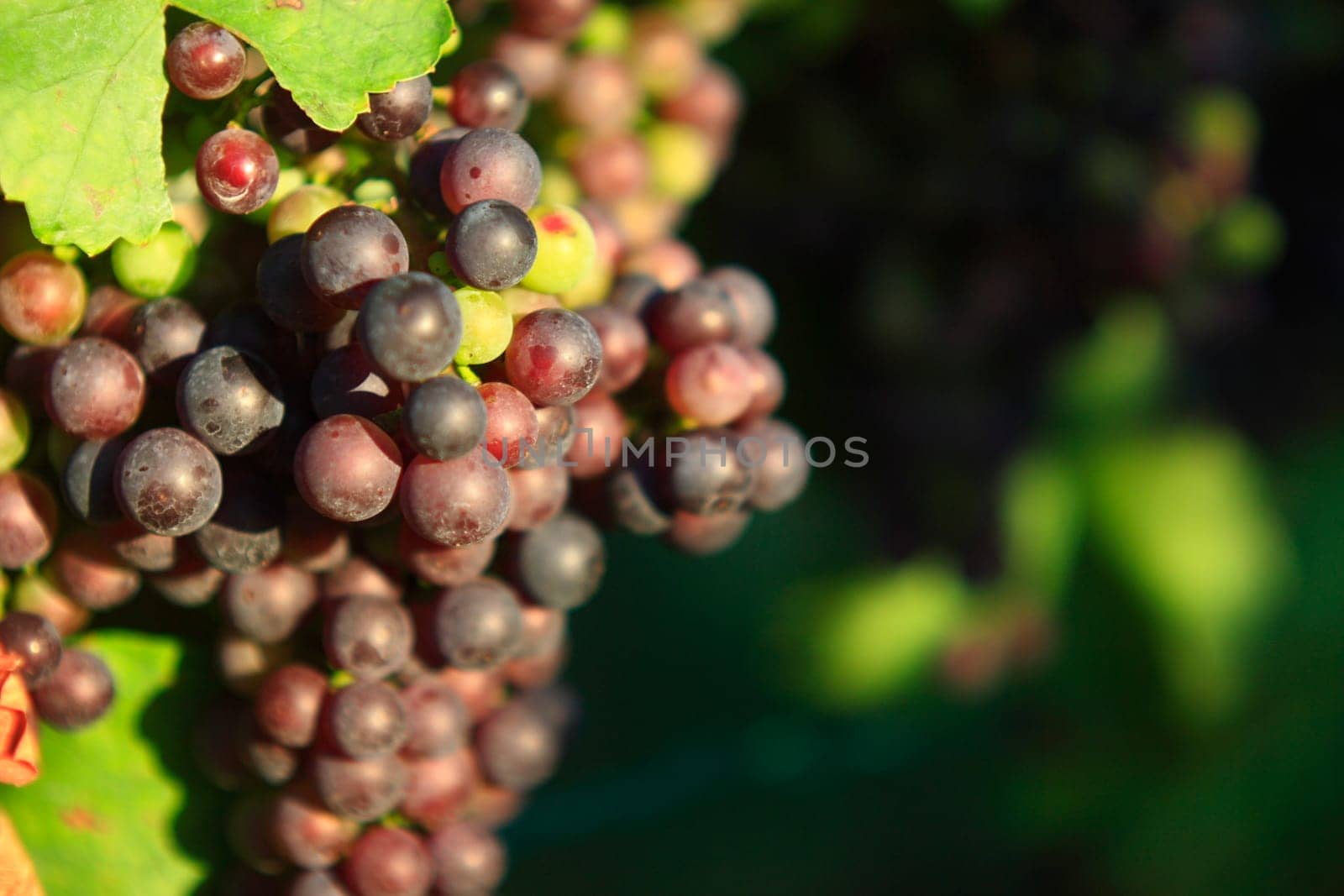 Red grapes with vine leaf