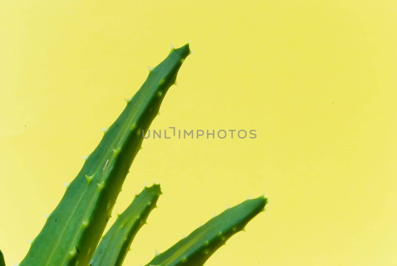 Aloe Vera - Cactus in pot 3