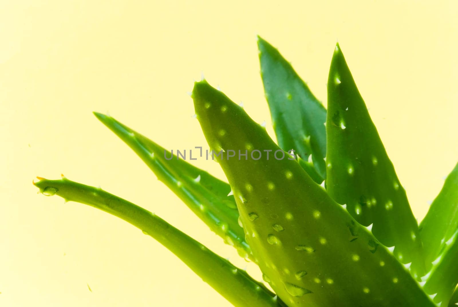 Aloe Vera - Cactus in pot 4