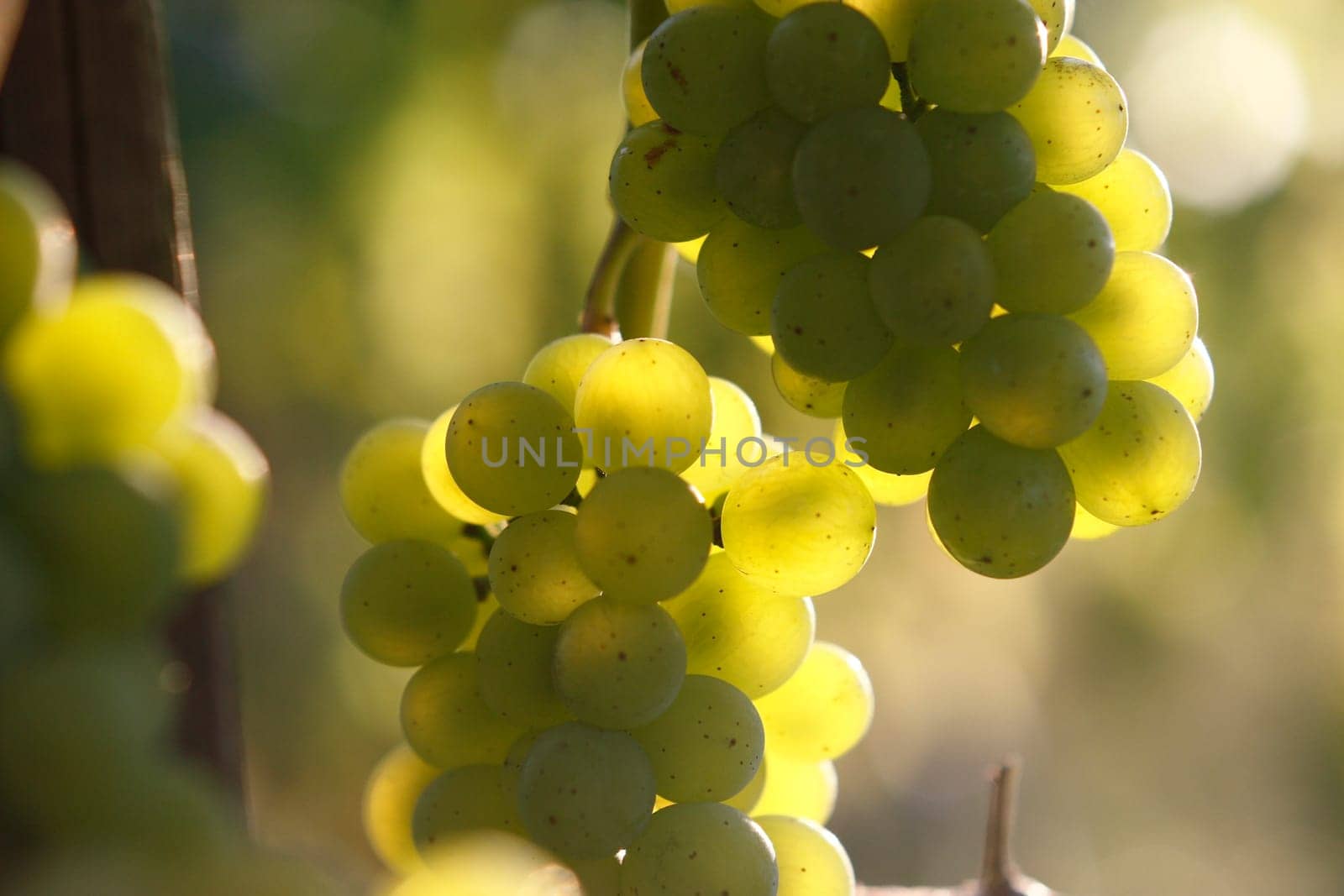 White grapes