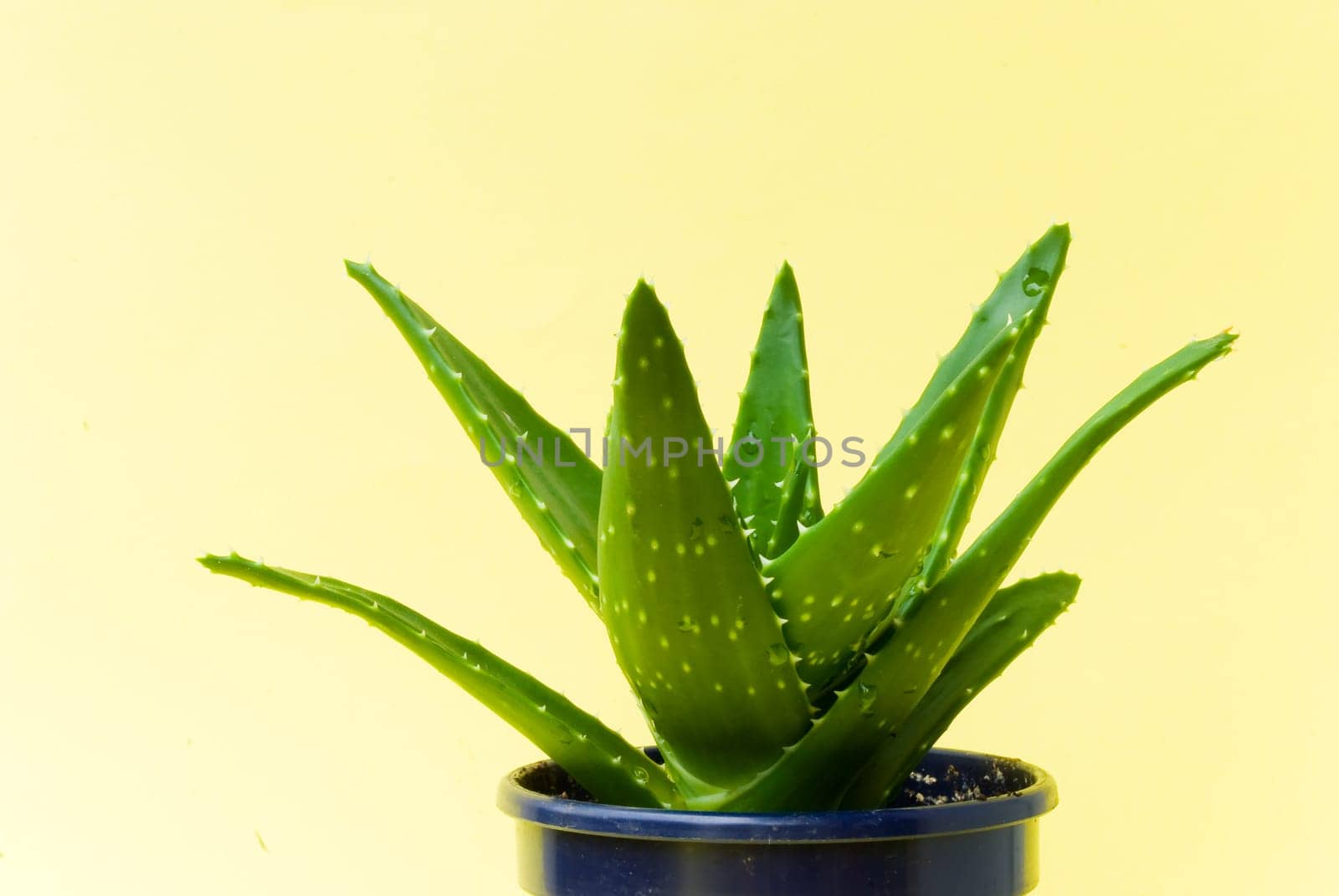 Aloe Vera - Cactus in pot 2