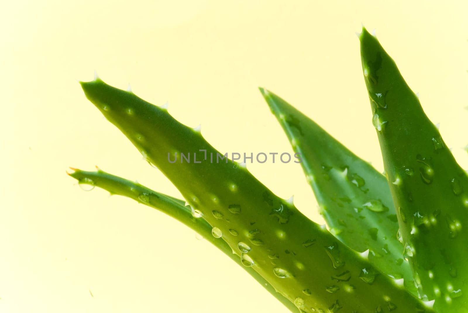 Aloe Vera - Cactus in pot 5