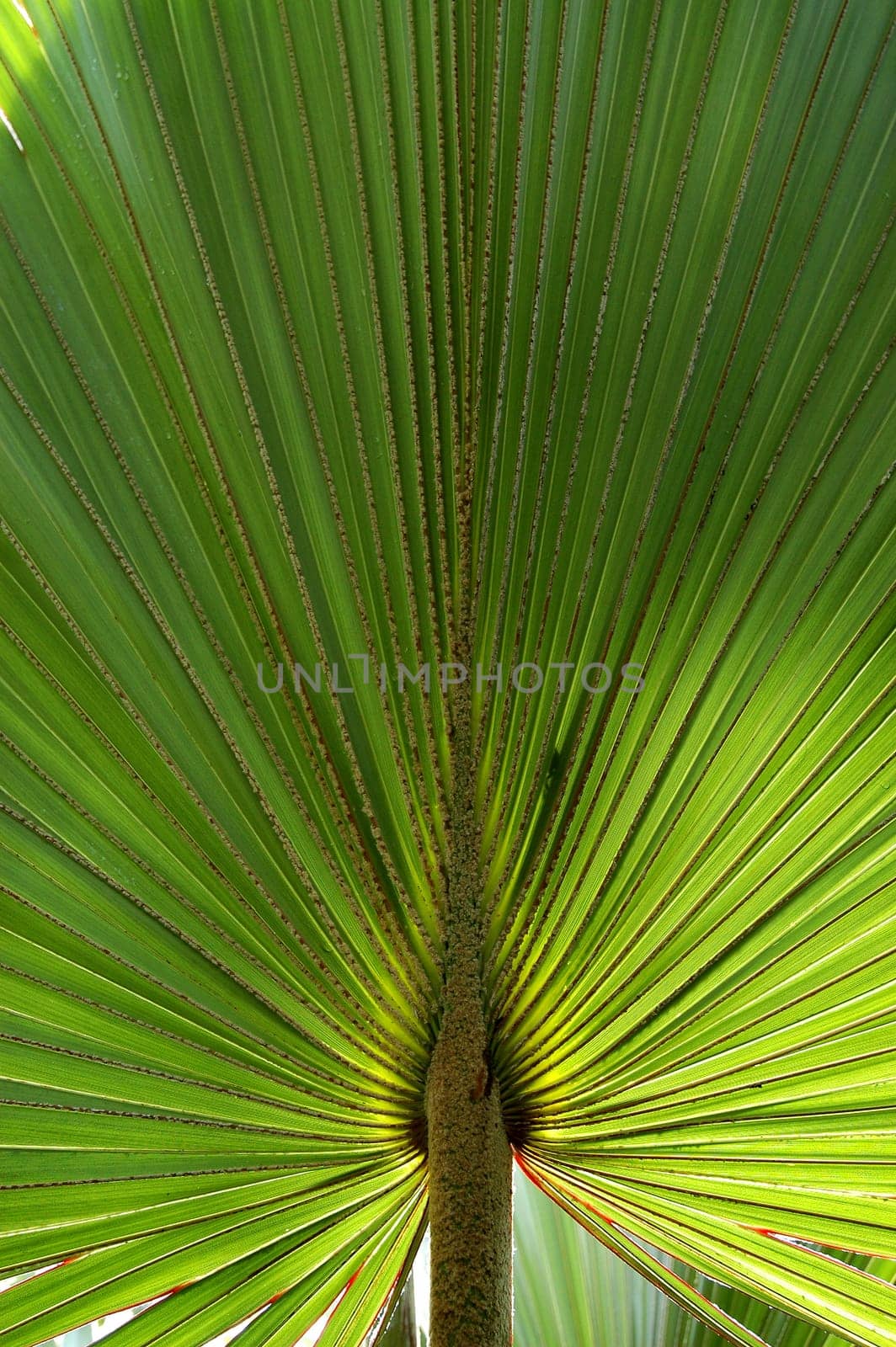 Palm Leaf