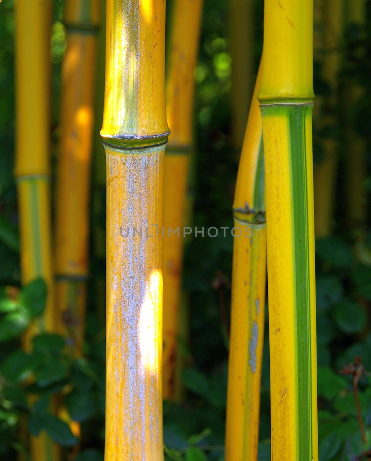 Bamboo 02