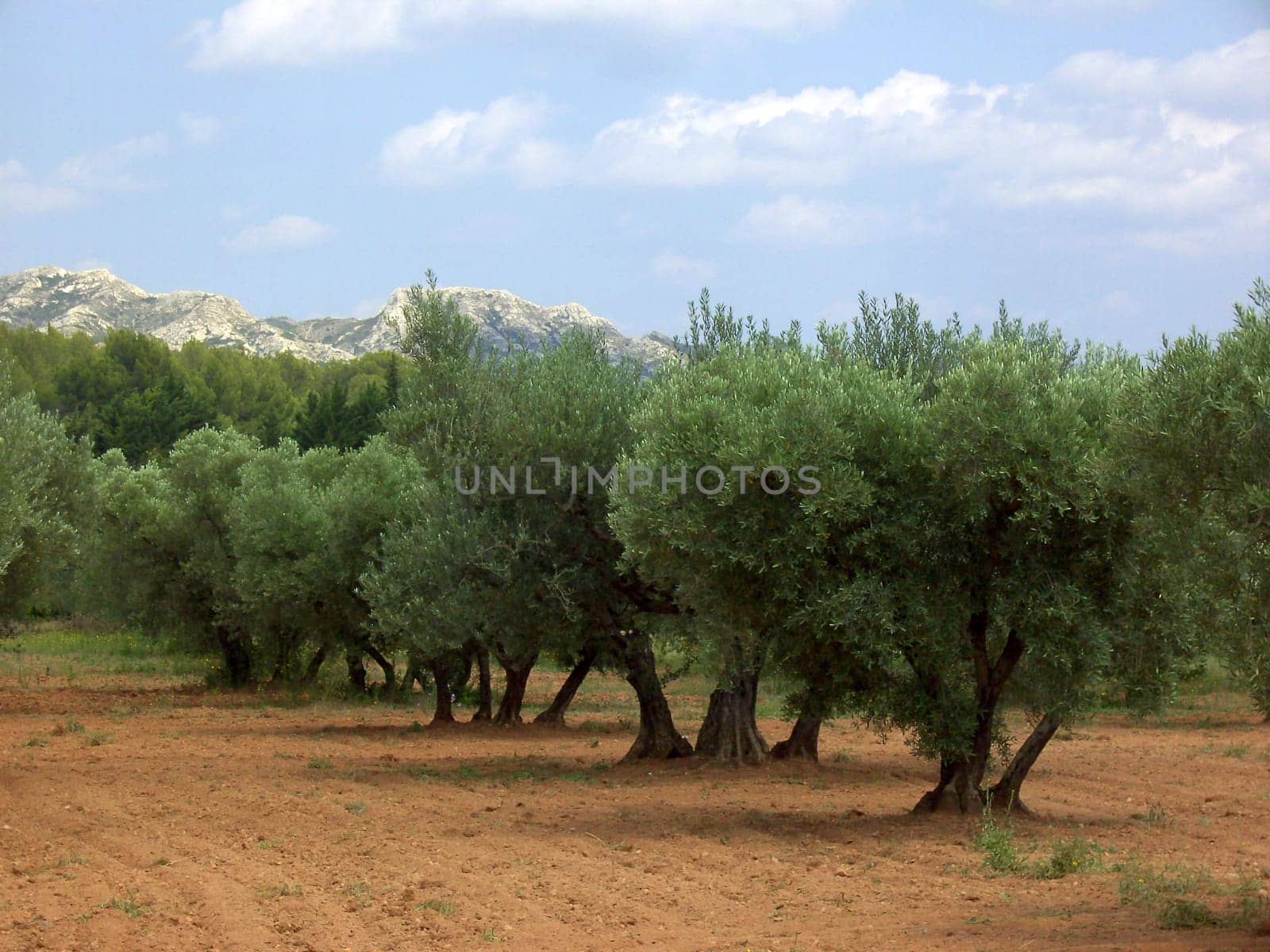Olive Tree 10