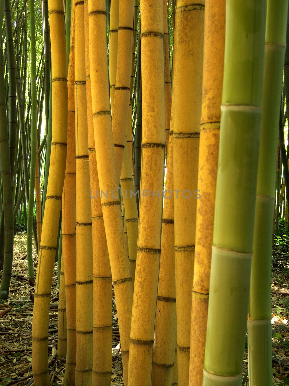 Bamboo 05