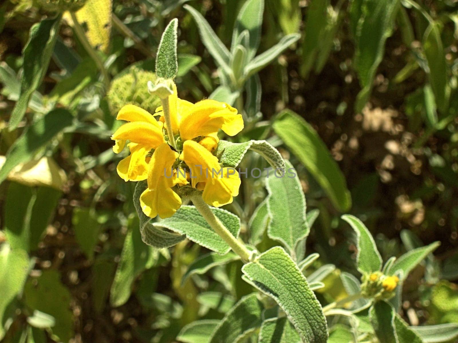 Sage 02