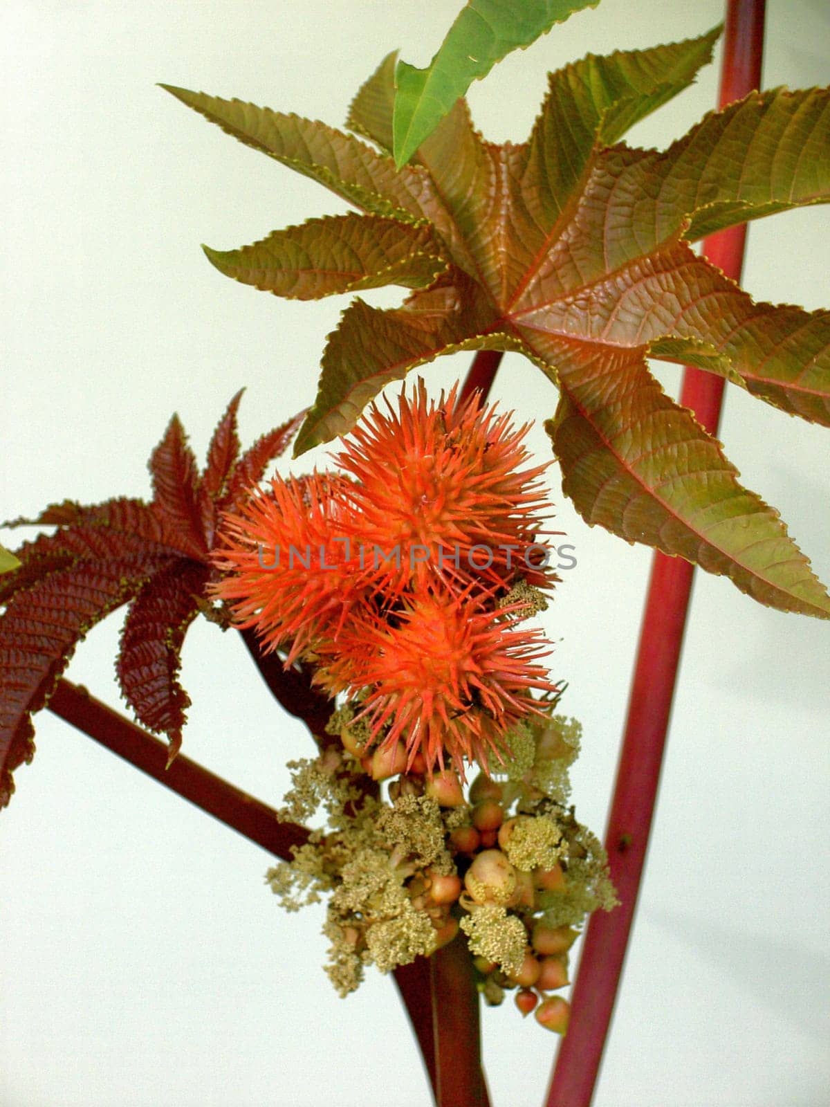 Miracle Tree 01