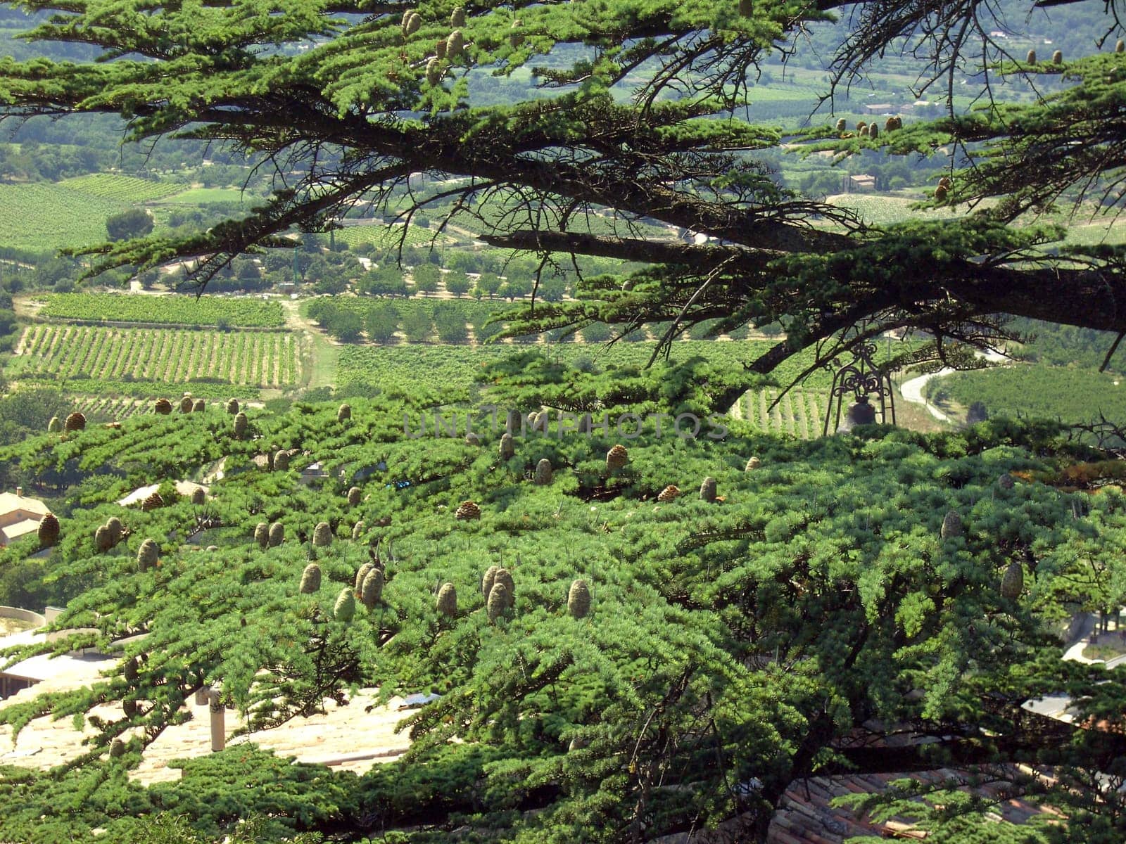 Cedar 10