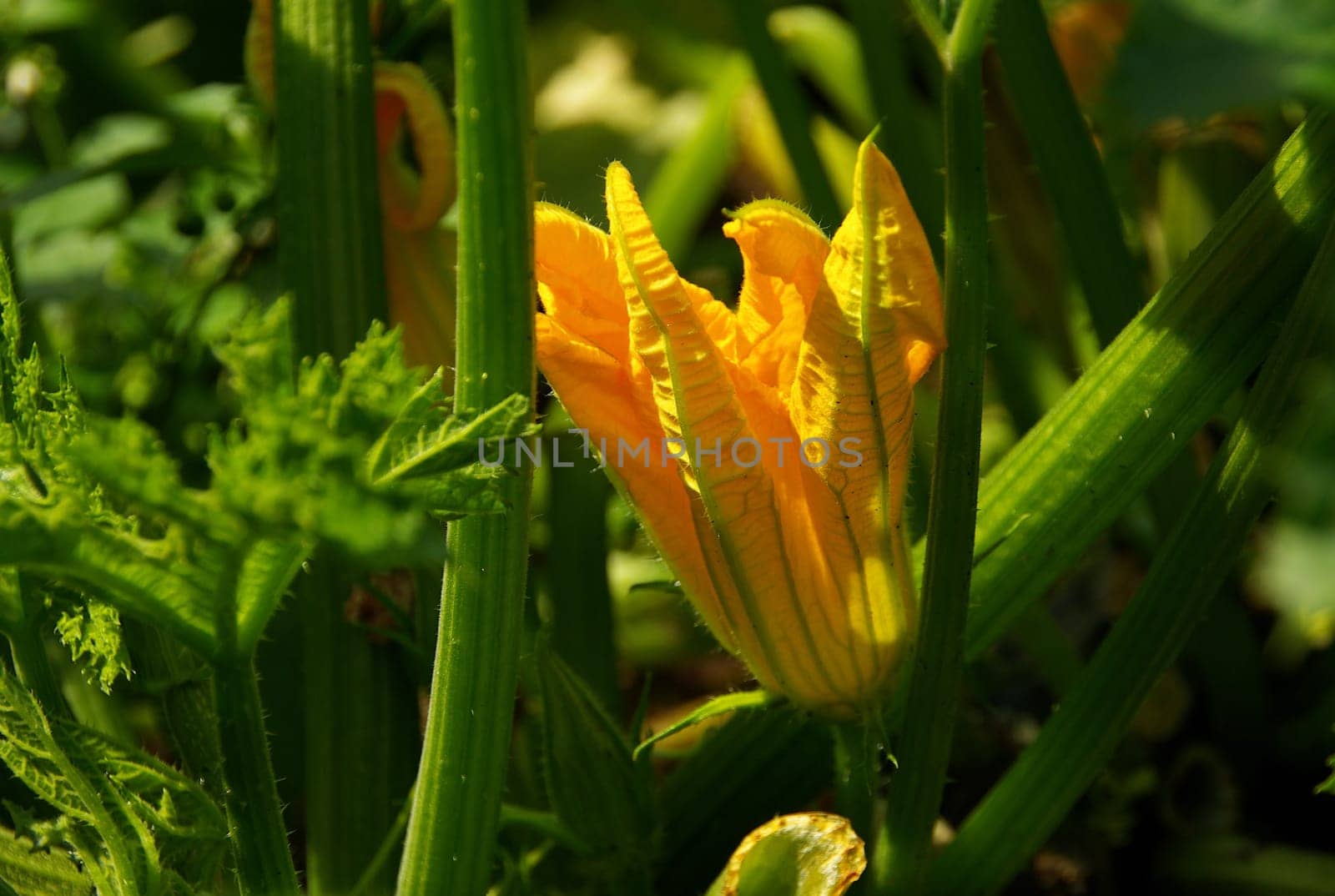 Zucchini 05
