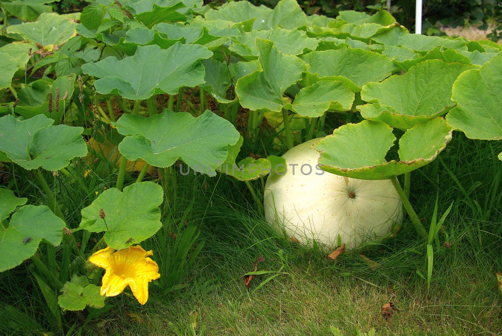 Pumpkin 03