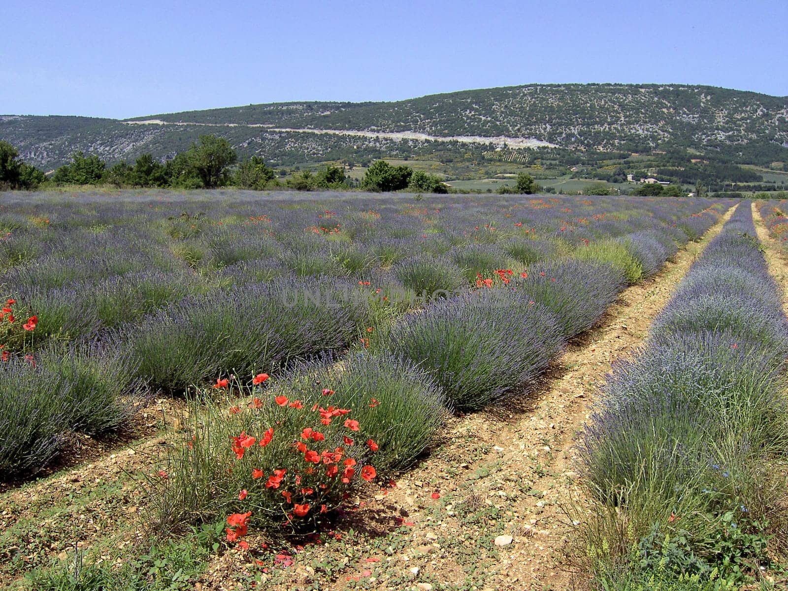 Lavender 27
