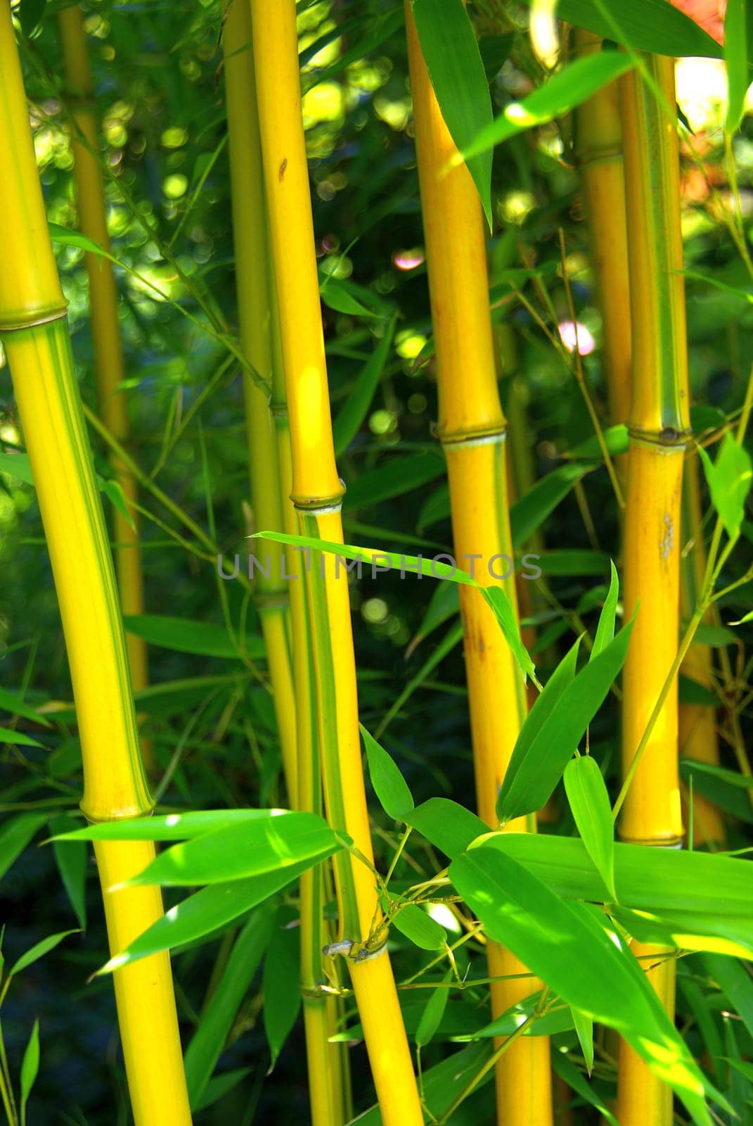 Bamboo 03