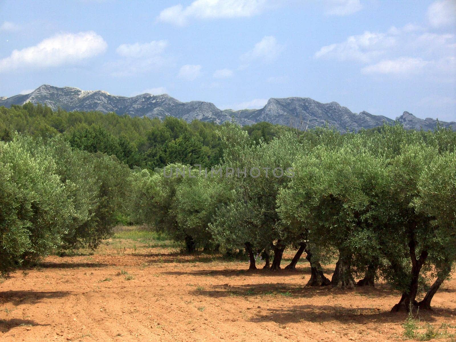 Olive Tree 13