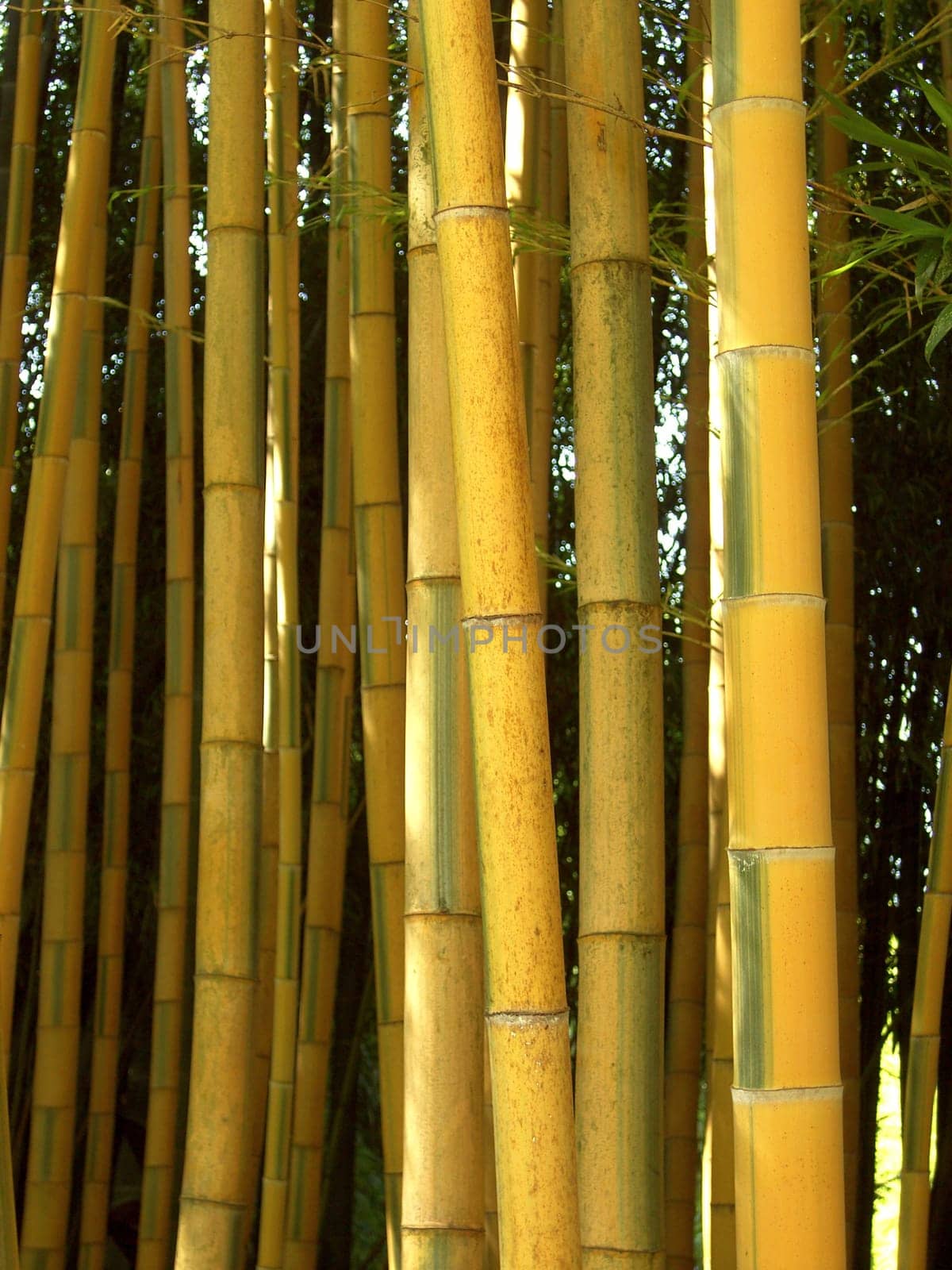 Bamboo 06