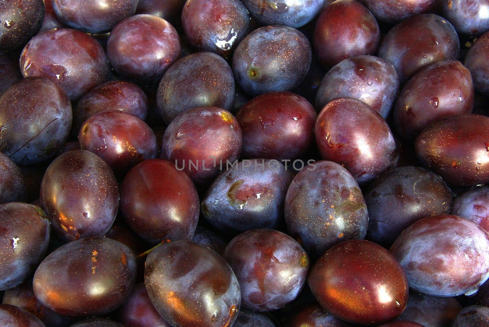 Plum 06