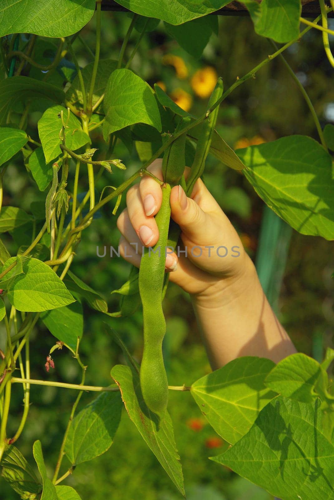 Harvesting Beans 03