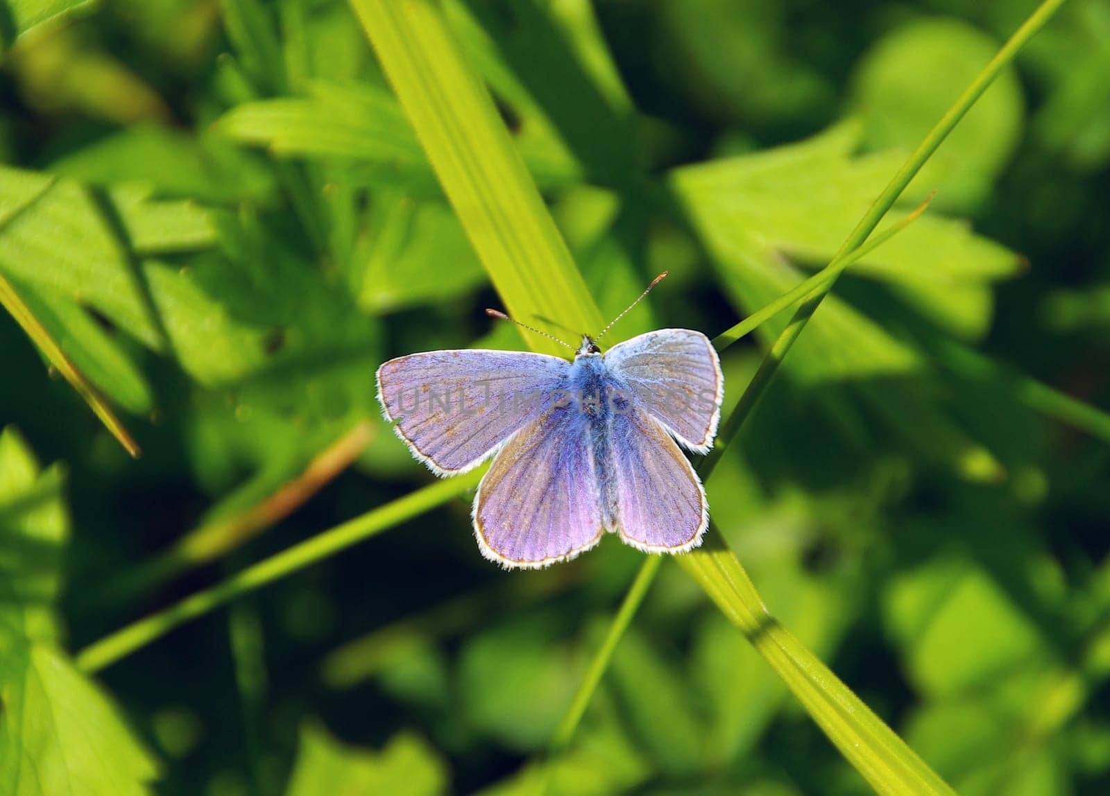Butterfly Blue 04
