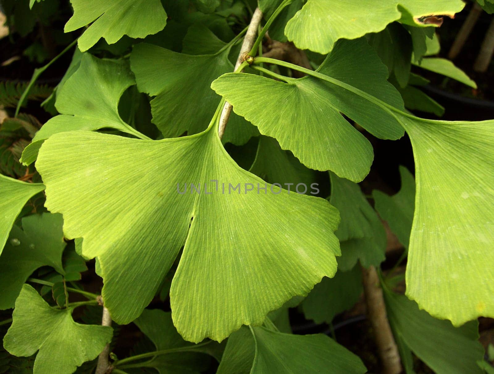 Ginkgo 06