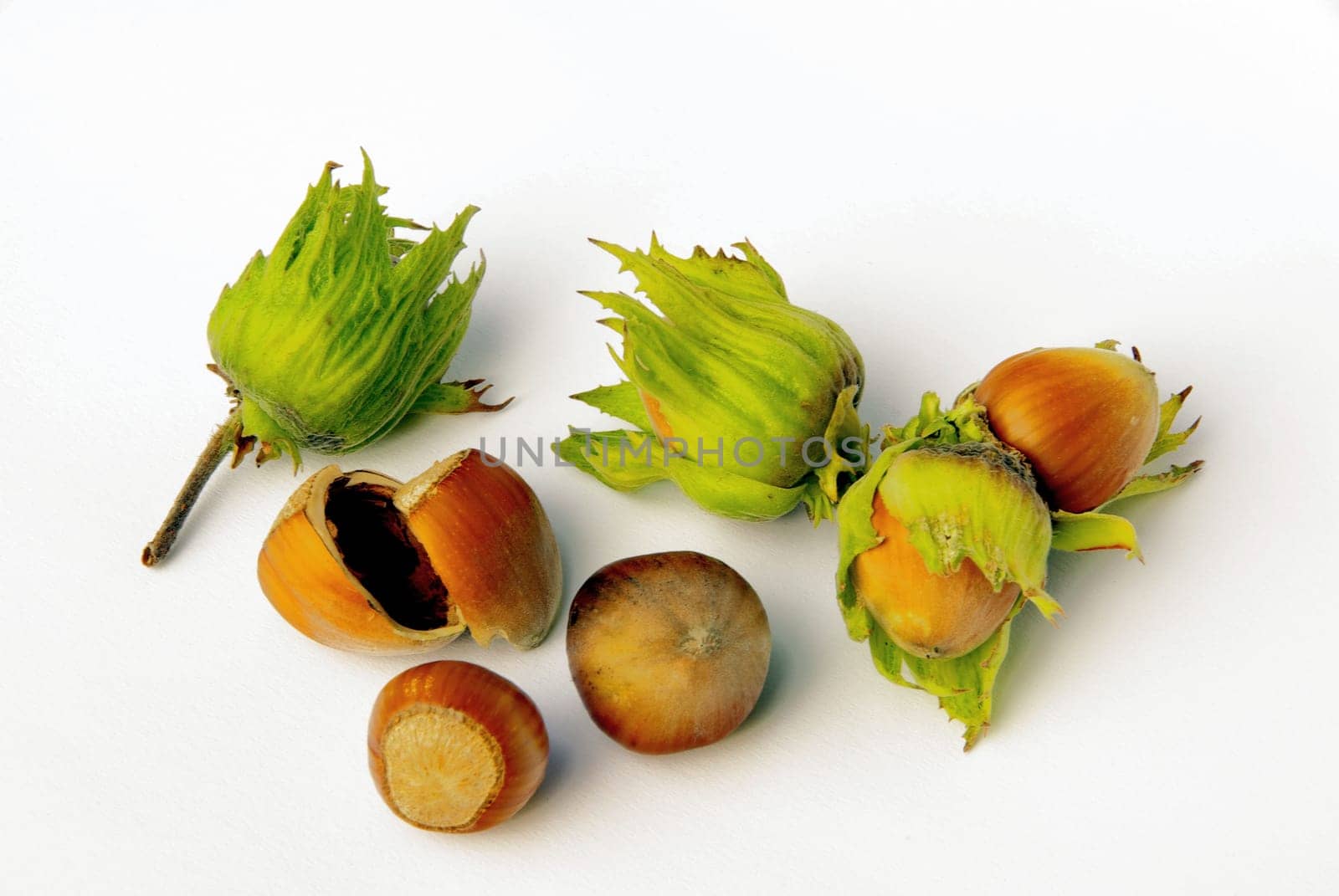 Hazelnut 04