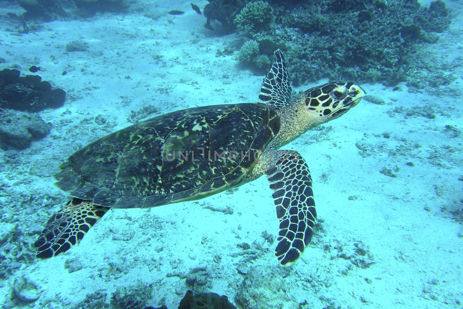 Hawksbill Turtle