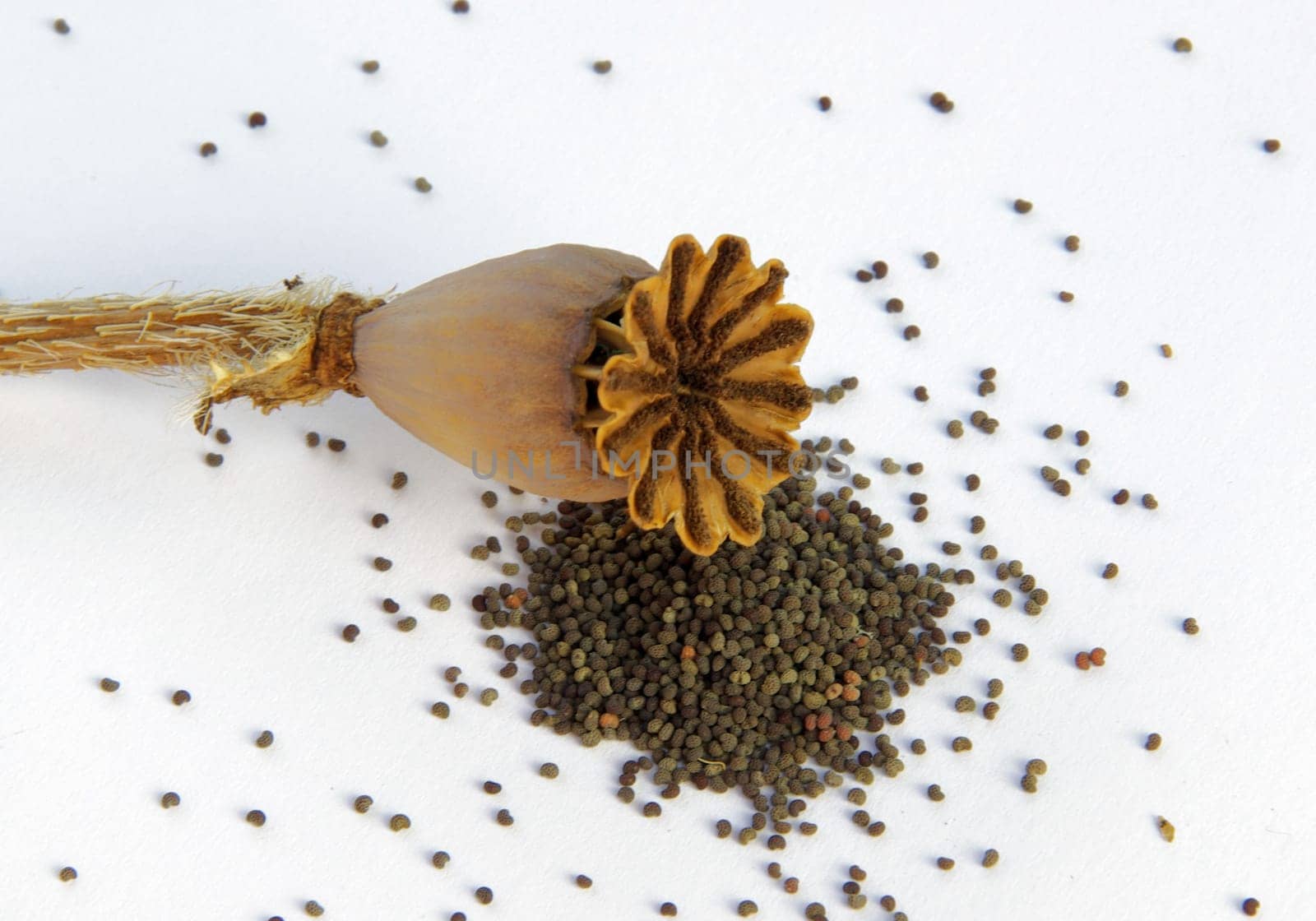 Poppy Seed Capsule 02