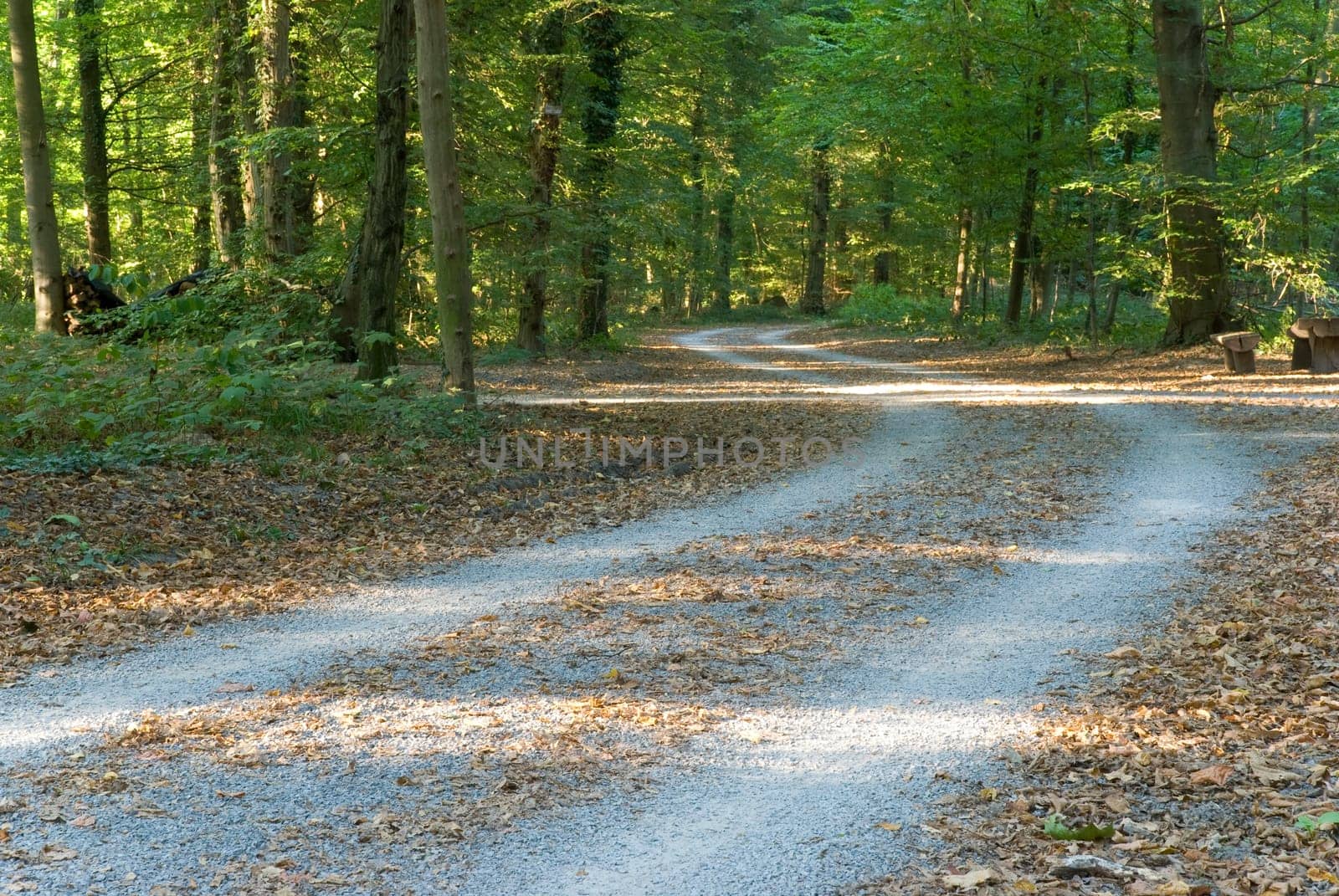 Forest path in late summer
