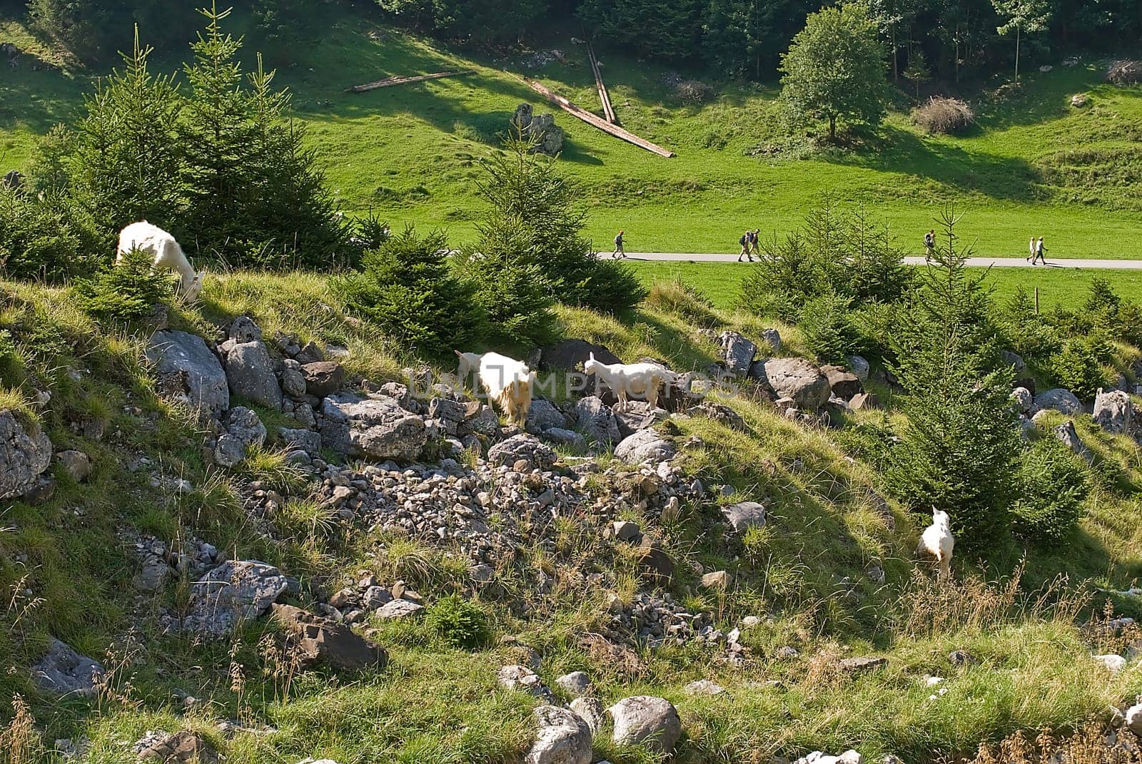 Goats in floodplains