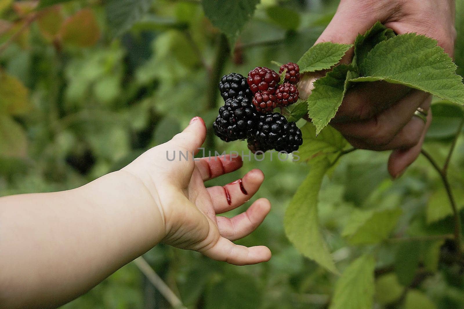 Picking berries